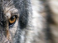 Knowledge transfer on the co-adaptation of humans and wolves in the Alpine region