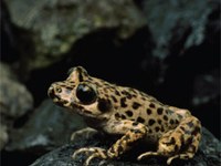 European Red List of Amphibians