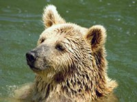 Distribution and connectivity of the Brown Bear (Ursus arctos) in the Alps