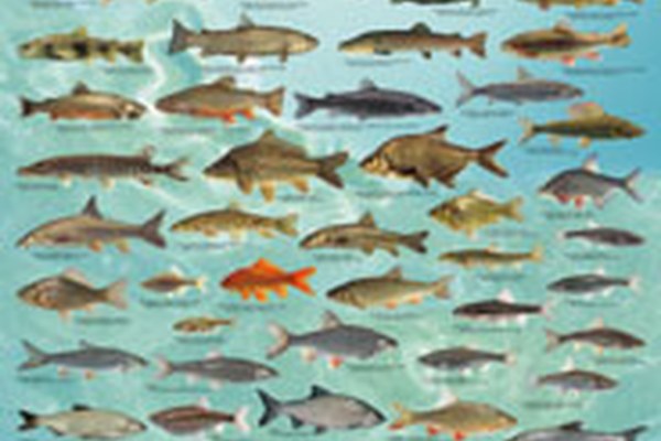 Des mesures en faveur des poissons des Alpes