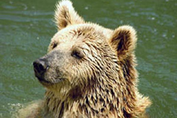 L'Italie demande une meilleure protection des grands prédateurs dans les Alpes