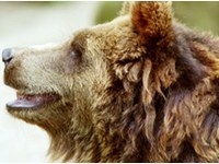 Plan de gestion pour les ours bruns