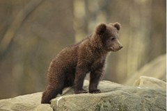 Séminaire pour une gestion active de la population d'ours