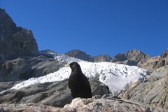 La semaine alpine 2008 " Innover [dans] les Alpes "