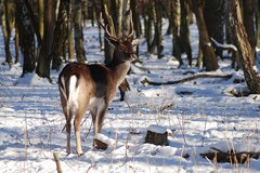 Le Liechtenstein présente le concept d'alimentation d'urgence du cerf