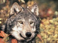 Menace sur le loup en France