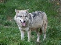 La protection insuffisante des troupeaux responsable du tir au loup