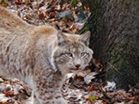 " Grands carnivores " : une nouvelle plate-forme de la Convention alpine