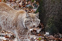 " Grands carnivores " : une nouvelle plate-forme de la Convention alpine