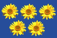 Le Vorarlberg et le Liechtenstein candidats à l'organisation du Festival  Olympique de la Jeunesse Européenne 2015