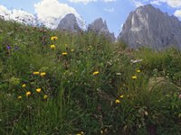 L'Année internationale de la biodiversité a débuté