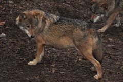 Expédition alpine : une marche pour les réseaux écologiques