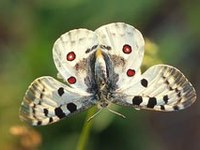 Nouveau site sur la biodiversité dans les montagnes