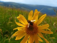 Projets internationaux sur les conséquences du changement climatique dans les régions de montagne