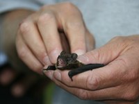 Un hôte de marque dans les châtaigneraies : Réseau de communes « Alliance dans les Alpes »
