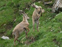 Parc national du Grand Paradis : la mort mystérieuse de jeunes bouquetins