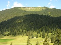 Le Bund Naturschutz critique la volte-face du gouvernement sur la protection des forêts de montagne