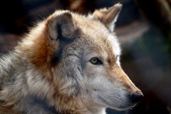 Suisse : autorisation du tir du loup et retrait de la Convention de Berne ?
