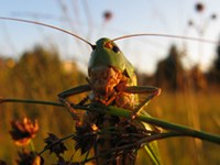 Le prix Binding a été attribué à Sur/CH et à Krumbach/A