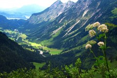 La forêt face au changement climatique