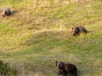 L'ours est lâché !