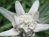 Les Alpes sans edelweiss