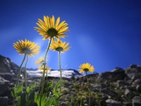 Les plantes souffrent du changement climatique