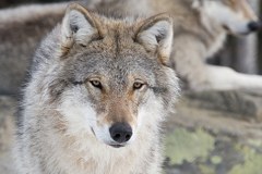 Bienvenue au loup, au lynx et à l'ours