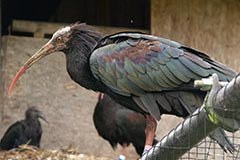 Bienvenue à l'ibis chauve !