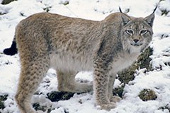 Des temps difficiles pour l'ours, le loup et le lynx