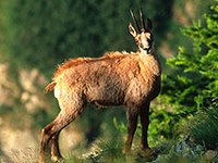Ce qui compte pour la biodiversité dans les Alpes