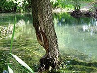 Le Liechtenstein, pays des castors