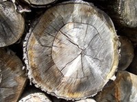 Des États alpins forgent de nouvelles alliances