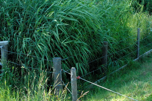 Premières stations de phytoépuration pour des refuges alpins