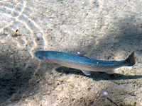 Des cours d'eau alpins sans eau