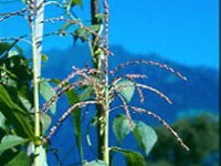 "Gene save" : sauvegarde transfrontalière des ressources génétiques végétales