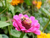 Ensemble pour les abeilles