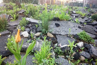 L’artificialisation des sols aggrave le problème de la chaleur