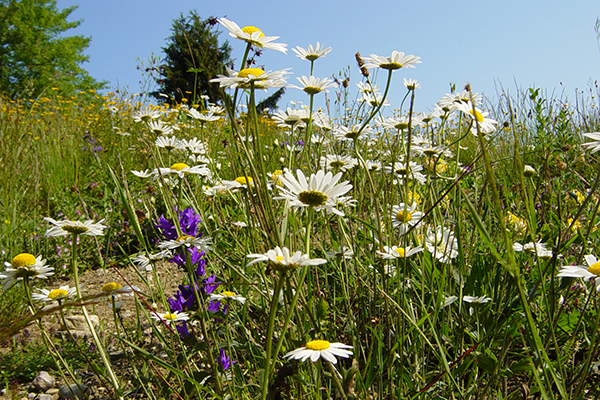 L’UE protège-t-elle efficacement la nature ?
