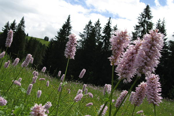 La biodiversité au service de la qualité de vie