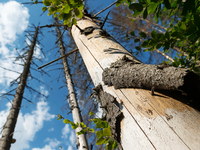 La forêt face au stress climatique