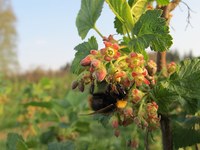 La reine des insectes