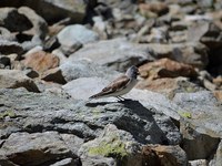 Les animaux fuient le réchauffement climatique