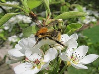 « Les ﬂeurs sont les stations-service des abeilles »