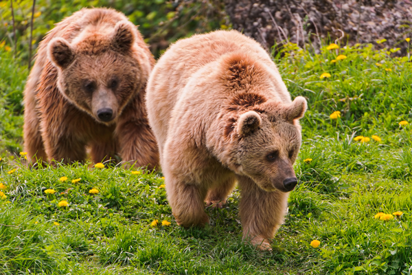 Lettre ouverte our la protection de l’ours brun alpin dans les Alpes