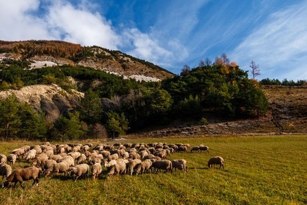 Speci'Alps - CIPRA France investit la question de l’avenir du pastoralisme