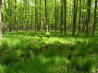 Qual è il contributo della natura nelle Alpi
