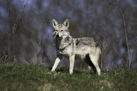 Sciacallo dorato, volpe e martore