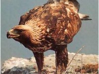 Bilancio positivo per i progetti di protezione del gipeto barbu-to e dell'aquila reale