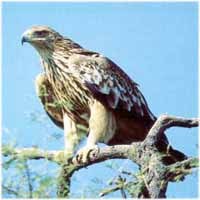 Gemellaggio tra Alpi e Carpazi